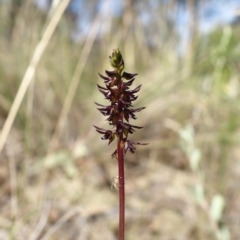 Corunastylis clivicola at Molonglo Valley, ACT - 11 Mar 2023