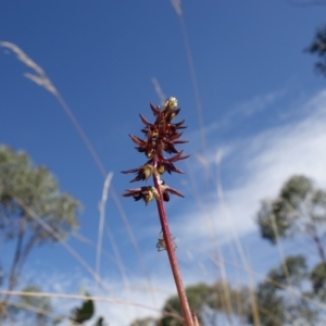 Corunastylis clivicola at Molonglo Valley, ACT - 11 Mar 2023