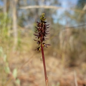 Corunastylis clivicola at Molonglo Valley, ACT - 11 Mar 2023