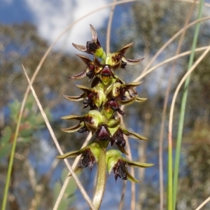 Corunastylis clivicola at Stromlo, ACT - suppressed