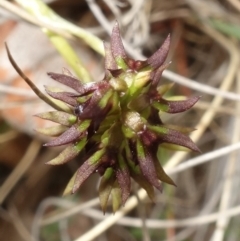 Corunastylis clivicola at Stromlo, ACT - suppressed