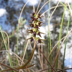 Corunastylis clivicola at Stromlo, ACT - 12 Mar 2023