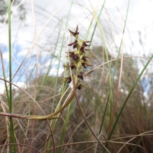 Corunastylis clivicola at Stromlo, ACT - 12 Mar 2023