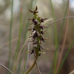 Corunastylis clivicola at Stromlo, ACT - suppressed