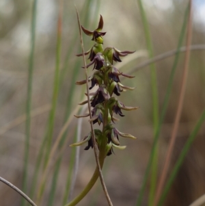 Corunastylis clivicola at Stromlo, ACT - suppressed