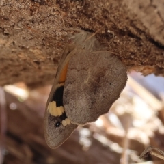 Heteronympha merope (Common Brown Butterfly) at West Wodonga, VIC - 12 Mar 2023 by KylieWaldon