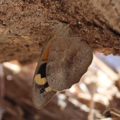 Heteronympha merope (Common Brown Butterfly) at West Wodonga, VIC - 12 Mar 2023 by KylieWaldon