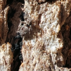 Unidentified Spider (Araneae) at West Wodonga, VIC - 12 Mar 2023 by KylieWaldon