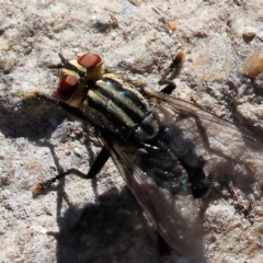 Oxysarcodexia varia (Striped Dung Fly) at West Wodonga, VIC - 12 Mar 2023 by KylieWaldon
