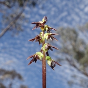 Corunastylis clivicola at Molonglo Valley, ACT - 11 Mar 2023