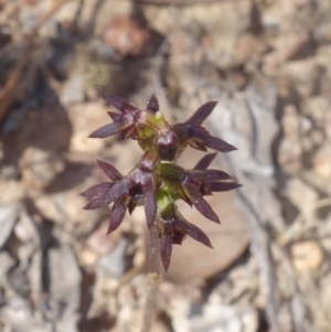 Corunastylis clivicola at Molonglo Valley, ACT - 11 Mar 2023