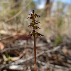 Corunastylis clivicola at Molonglo Valley, ACT - 11 Mar 2023