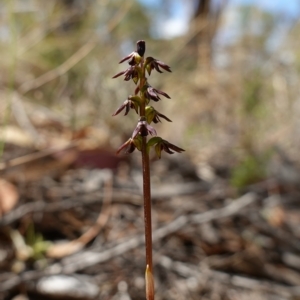 Corunastylis clivicola at Molonglo Valley, ACT - 11 Mar 2023