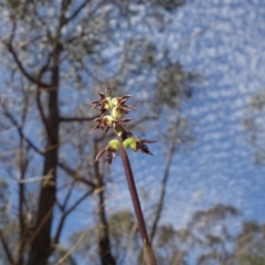 Corunastylis clivicola at Molonglo Valley, ACT - 11 Mar 2023