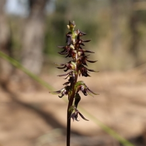 Corunastylis clivicola at Molonglo Valley, ACT - 11 Mar 2023