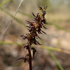 Corunastylis clivicola at Molonglo Valley, ACT - 11 Mar 2023