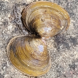 Corbicula australis at Yass, NSW - 13 Mar 2023