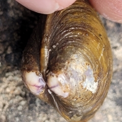 Corbicula australis at Yass, NSW - 13 Mar 2023