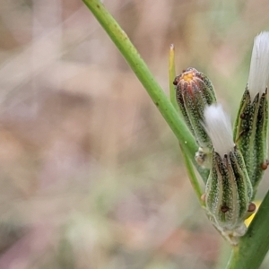 Chondrilla juncea at Yass, NSW - 13 Mar 2023