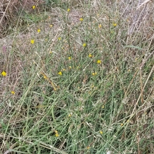 Chondrilla juncea at Yass, NSW - 13 Mar 2023