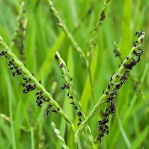 Paspalum distichum at Yass, NSW - 13 Mar 2023 11:34 AM