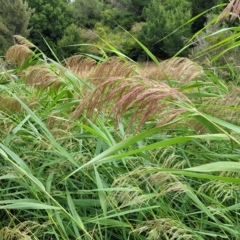 Phragmites australis (Common Reed) at Yass, NSW - 13 Mar 2023 by trevorpreston