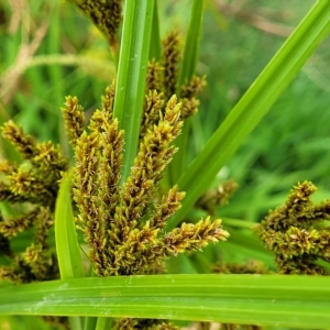 Cyperus exaltatus at Yass, NSW - 13 Mar 2023