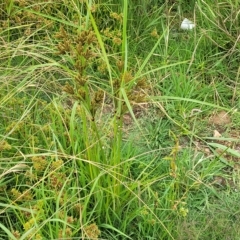 Cyperus exaltatus at Yass, NSW - 13 Mar 2023