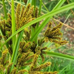 Cyperus exaltatus at Yass, NSW - 13 Mar 2023