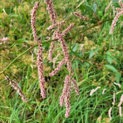 Persicaria lapathifolia (Pale Knotweed) at Yass, NSW - 13 Mar 2023 by trevorpreston