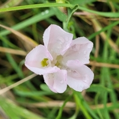 Convolvulus arvensis (Bindweed) at Yass, NSW - 13 Mar 2023 by trevorpreston