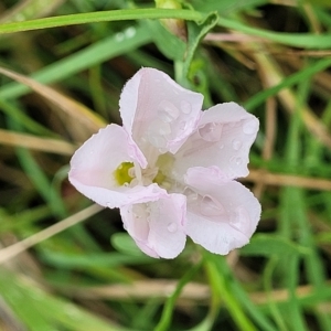 Convolvulus arvensis at Yass, NSW - 13 Mar 2023