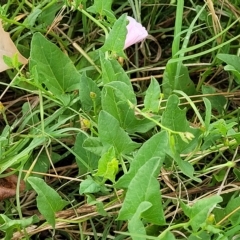 Convolvulus arvensis at Yass, NSW - 13 Mar 2023