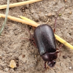 Sericesthis nigrolineata (Dusky pasture scarab) at Yass, NSW - 13 Mar 2023 by trevorpreston