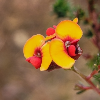 Dillwynia phylicoides (A Parrot-pea) at Jerrawa, NSW - 12 Mar 2023 by trevorpreston