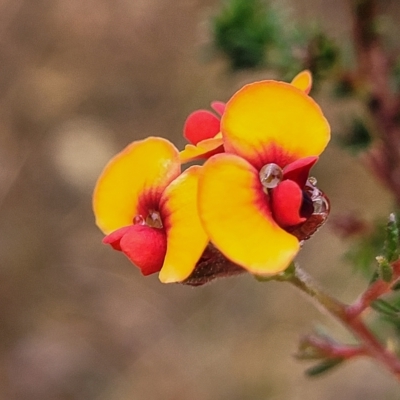 Dillwynia phylicoides (A Parrot-pea) at Jerrawa, NSW - 13 Mar 2023 by trevorpreston