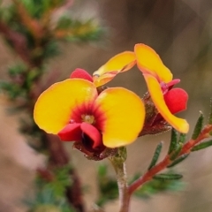 Dillwynia phylicoides at Jerrawa, NSW - 13 Mar 2023 10:11 AM