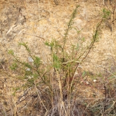 Dillwynia phylicoides at Jerrawa, NSW - 13 Mar 2023 10:11 AM