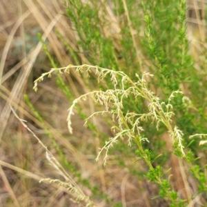 Cassinia sifton at Jerrawa, NSW - 13 Mar 2023