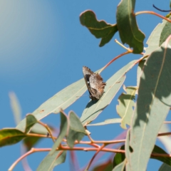 Ogyris abrota at Kambah, ACT - 11 Mar 2023 11:49 AM