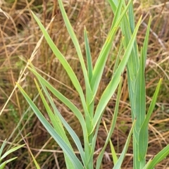 Stypandra glauca (Nodding Blue Lily) at Mundoonen Nature Reserve - 12 Mar 2023 by trevorpreston