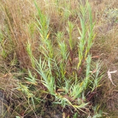 Stypandra glauca at Jerrawa, NSW - 13 Mar 2023