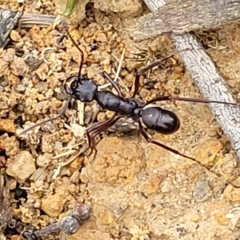 Rhytidoponera aciculata species group at Jerrawa, NSW - 13 Mar 2023