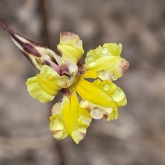 Goodenia hederacea subsp. hederacea (Ivy Goodenia, Forest Goodenia) at Mundoonen Nature Reserve - 12 Mar 2023 by trevorpreston