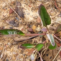 Goodenia hederacea subsp. hederacea at Jerrawa, NSW - 13 Mar 2023