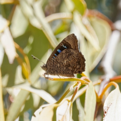 Ogyris olane (Broad-margined Azure) at Pialligo, ACT - 12 Mar 2023 by DPRees125