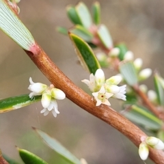 Monotoca scoparia (Broom Heath) at Mundoonen Nature Reserve - 12 Mar 2023 by trevorpreston