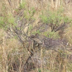 Monotoca scoparia at Jerrawa, NSW - 13 Mar 2023