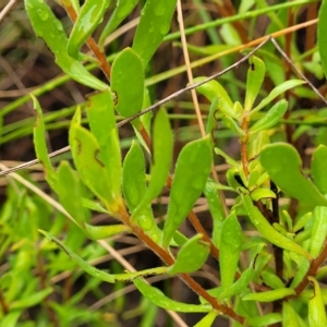 Persoonia rigida at Jerrawa, NSW - 13 Mar 2023