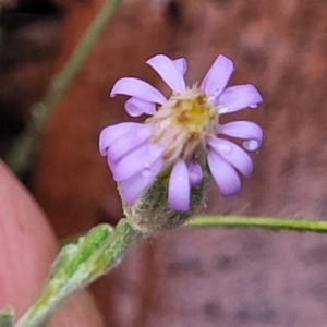 Vittadinia gracilis at Manton, NSW - 13 Mar 2023 09:55 AM